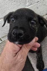 Shelter Stray Female Dog last seen , 333 Chandler Pl, San Bernardino, CA 92408, USA