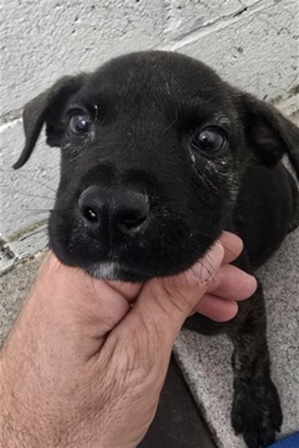 Shelter Stray Female Dog last seen , 333 Chandler Pl, San Bernardino, CA 92408, USA