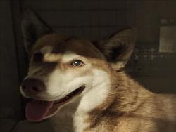 Shelter Stray Unknown Dog last seen , 11361 W Pico Blvd, Los Angeles, CA 90064, USA