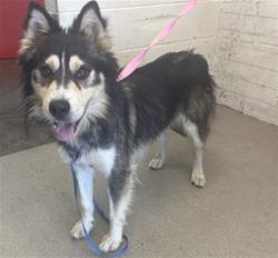 Shelter Stray Male Dog last seen WATER DEPT PARKING LOT, 333 Chandler Pl, San Bernardino, CA 92408, USA