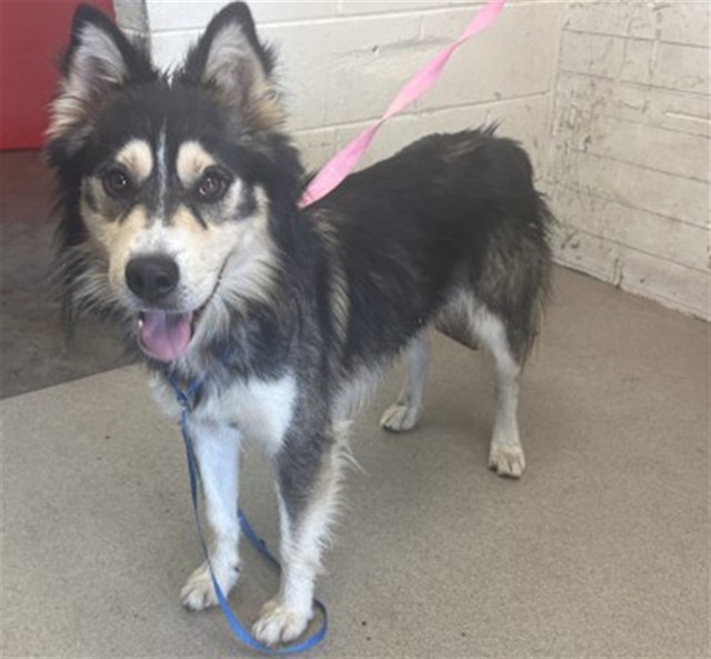 Shelter Stray Male Dog last seen WATER DEPT PARKING LOT, 333 Chandler Pl, San Bernardino, CA 92408, USA