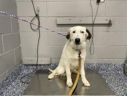 Shelter Stray Female Dog last seen Near BLOCK DILLON RD DESERT HOT SPRINGS CA 92241, 72050 Pet Land Pl, Thousand Palms, CA 92276, USA