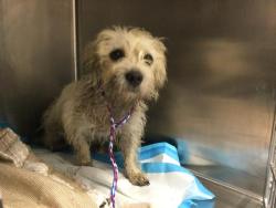 Shelter Stray Female Dog last seen Near BLOCK LINGAYAN AVE, INDIO CA 92201, 72050 Pet Land Pl, Thousand Palms, CA 92276, USA