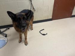 Shelter Stray Male Dog last seen Near BLOCK W LOOMIS RD, 3839 W Burnham St, West Milwaukee, WI 53215, USA