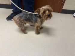 Shelter Stray Male Dog last seen 16TH AND OKLAHOMA, 3839 W Burnham St, West Milwaukee, WI 53215, USA