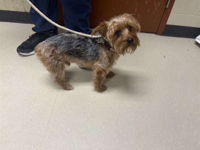 Shelter Stray Male Dog last seen 16TH AND OKLAHOMA, 3839 W Burnham St, West Milwaukee, WI 53215, USA