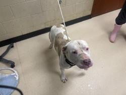 Shelter Stray Male Dog last seen 40TH/GARFIELD, 3839 W Burnham St, West Milwaukee, WI 53215, USA
