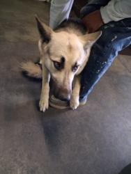 Shelter Stray Male Dog last seen , 1850 W 60th St, Los Angeles, CA 90047, USA