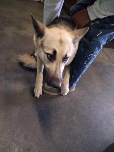 Shelter Stray Male Dog last seen , 1850 W 60th St, Los Angeles, CA 90047, USA