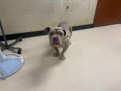 Shelter Stray Male Dog last seen Near BLOCK N 25TH ST, 3839 W Burnham St, West Milwaukee, WI 53215, USA