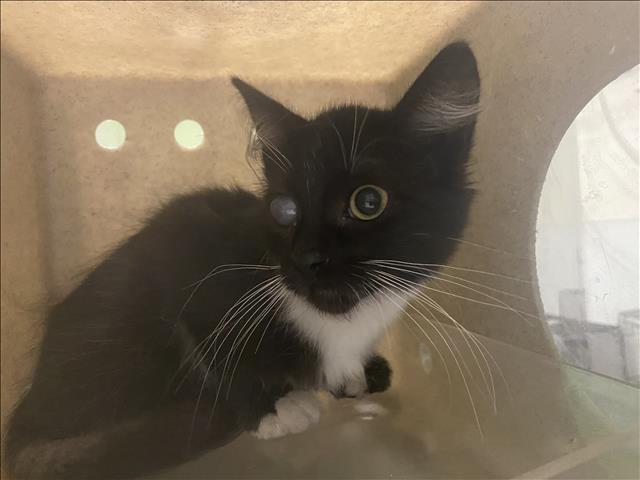 Shelter Stray Female Cat last seen , 1850 W 60th St, Los Angeles, CA 90047, USA