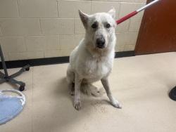 Shelter Stray Male Dog last seen , 3839 W Burnham St, West Milwaukee, WI 53215, USA