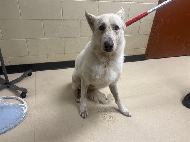 Shelter Stray Male Dog last seen , 3839 W Burnham St, West Milwaukee, WI 53215, USA