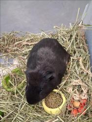 Shelter Stray Male Other last seen , 1850 W 60th St, Los Angeles, CA 90047, USA