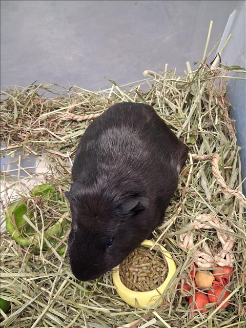 Shelter Stray Male Other last seen , 1850 W 60th St, Los Angeles, CA 90047, USA