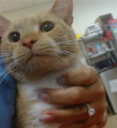 Shelter Stray Male Cat last seen Near BLOCK NE 128 ST, 3599 NW 79th Ave, Doral, FL 33122, USA