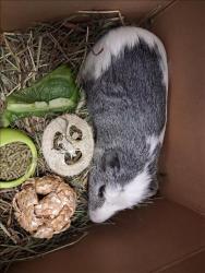 Shelter Stray Male Other last seen , 1850 W 60th St, Los Angeles, CA 90047, USA