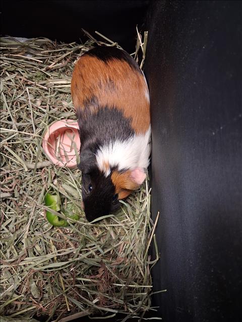 Shelter Stray Male Other last seen , 1850 W 60th St, Los Angeles, CA 90047, USA