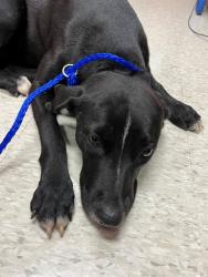 Shelter Stray Female Dog last seen Near BLOCK SW 280TH ST, 3599 NW 79th Ave, Doral, FL 33122, USA