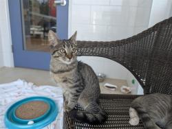 Shelter Stray Female Cat last seen ALAMANCE COUNTY, 221 Stone Quarry Rd, Burlington, NC 27217, USA