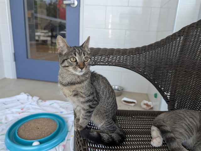 Shelter Stray Female Cat last seen ALAMANCE COUNTY, 221 Stone Quarry Rd, Burlington, NC 27217, USA