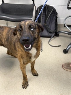 Shelter Stray Male Dog last seen BURLINGTON AC, 221 Stone Quarry Rd, Burlington, NC 27217, USA