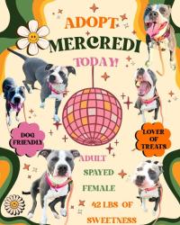 Shelter Stray Female Dog last seen Near BLOCK GIBSON AVE, 3528 Newburg Rd, Louisville, KY 40218, USA