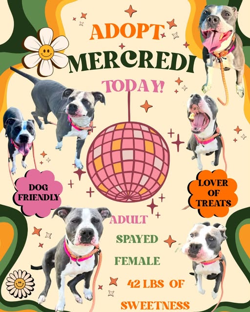 Shelter Stray Female Dog last seen Near BLOCK GIBSON AVE, 3528 Newburg Rd, Louisville, KY 40218, USA