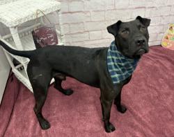 Shelter Stray Male Dog last seen Near BLOCK BAYLIS ST, DETROIT, MI 48238, 7401 Chrysler Dr, Detroit, MI 48211, USA