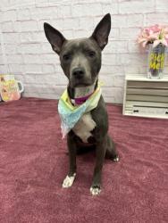 Shelter Stray Female Dog last seen Near BLOCK KENTFIELD ST, DETROIT, MI 48223, 7401 Chrysler Dr, Detroit, MI 48211, USA