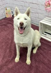 Shelter Stray Female Dog last seen Near BLOCK NAVY ST, DETROIT, MI 48209, 7401 Chrysler Dr, Detroit, MI 48211, USA