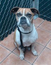 Shelter Stray Female Dog last seen , 11258 Garfield Ave, Downey, CA 90242, USA