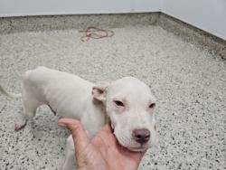 Shelter Stray Male Dog last seen Near BLOCK WEBB ST, DETROIT MI 48206, 7401 Chrysler Dr, Detroit, MI 48211, USA