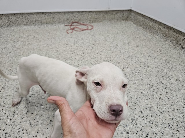 Shelter Stray Male Dog last seen Near BLOCK WEBB ST, DETROIT MI 48206, 7401 Chrysler Dr, Detroit, MI 48211, USA