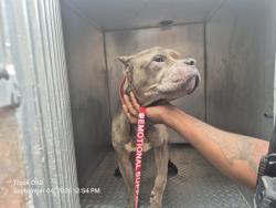 Shelter Stray Male Dog last seen Near BLOCK E ALEXANDRINE, MI 48201, 7401 Chrysler Dr, Detroit, MI 48211, USA