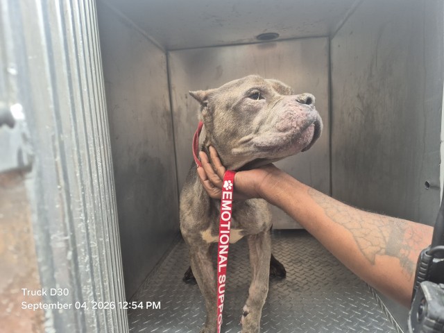 Shelter Stray Male Dog last seen Near BLOCK E ALEXANDRINE, MI 48201, 7401 Chrysler Dr, Detroit, MI 48211, USA