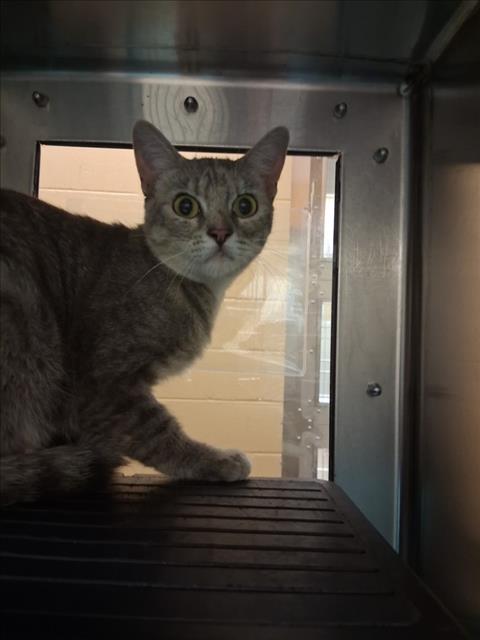 Shelter Stray Female Cat last seen Near BLOCK E 21ST ST N, WICHITA KS 67206, 3303 N Hillside St, Wichita, KS 67219, USA