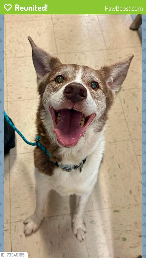 Reunited Male Dog last seen Edmund and Lexington, Saint Paul, MN 55104