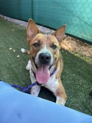 Shelter Stray Male Dog last seen CHARLOTTE, 8315 Byrum Dr, Charlotte, NC 28217, USA