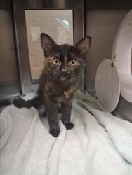 Shelter Stray Unknown Cat last seen Near BLOCK W 47TH ST N, WICHITA KS 67204, 3303 N Hillside St, Wichita, KS 67219, USA