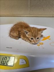 Shelter Stray Male Cat last seen Near BLOCK N MINNESOTA AVE, WICHITA KS 67214, 3303 N Hillside St, Wichita, KS 67219, USA