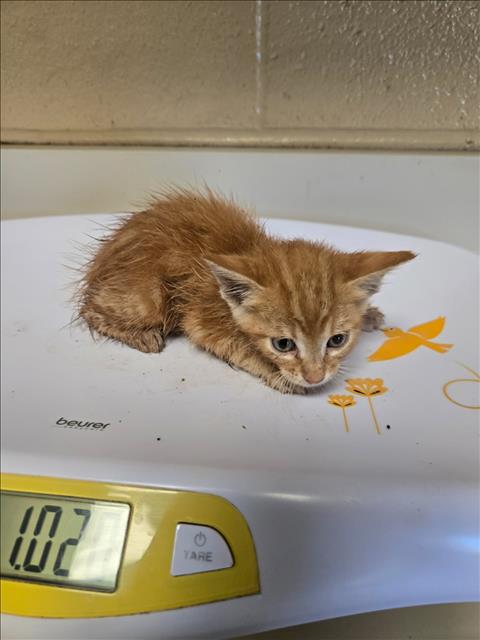 Shelter Stray Male Cat last seen Near BLOCK N MINNESOTA AVE, WICHITA KS 67214, 3303 N Hillside St, Wichita, KS 67219, USA