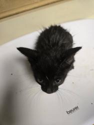 Shelter Stray Male Cat last seen Near BLOCK N MINNESOTA AVE, WICHITA KS 67214, 3303 N Hillside St, Wichita, KS 67219, USA
