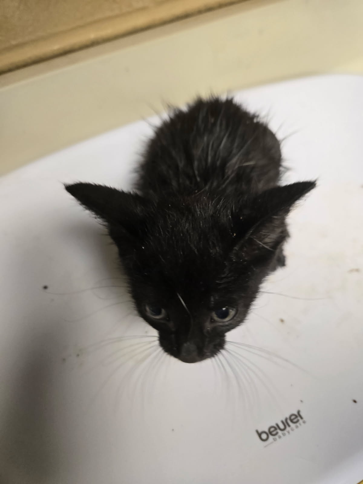 Shelter Stray Male Cat last seen Near BLOCK N MINNESOTA AVE, WICHITA KS 67214, 3303 N Hillside St, Wichita, KS 67219, USA