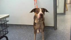 Shelter Stray Female Dog last seen CHARLOTTE, 8315 Byrum Dr, Charlotte, NC 28217, USA