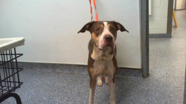 Shelter Stray Female Dog last seen CHARLOTTE, 8315 Byrum Dr, Charlotte, NC 28217, USA