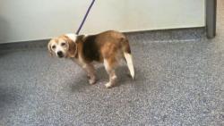 Shelter Stray Female Dog last seen CHARLOTTE, 8315 Byrum Dr, Charlotte, NC 28217, USA