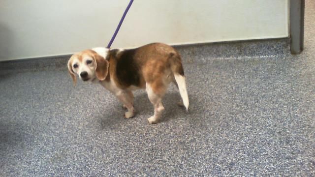 Shelter Stray Female Dog last seen CHARLOTTE, 8315 Byrum Dr, Charlotte, NC 28217, USA