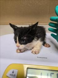 Shelter Stray Male Cat last seen Near BLOCK N MINNESOTA AVE, WICHITA KS 67214, 3303 N Hillside St, Wichita, KS 67219, USA