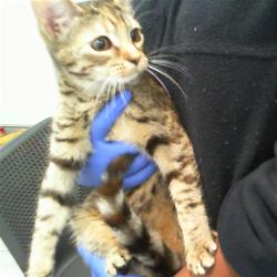 Shelter Stray Female Cat last seen CHARLOTTE, 8315 Byrum Dr, Charlotte, NC 28217, USA